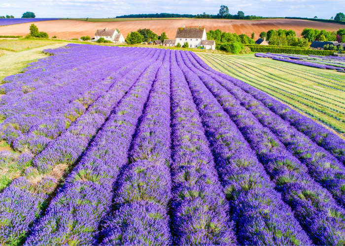 A Guide To The Best Lavender Fields In The UK Scotland And Wales A Guide To The Best Lavender Fields In The UK Scotland And Wales
